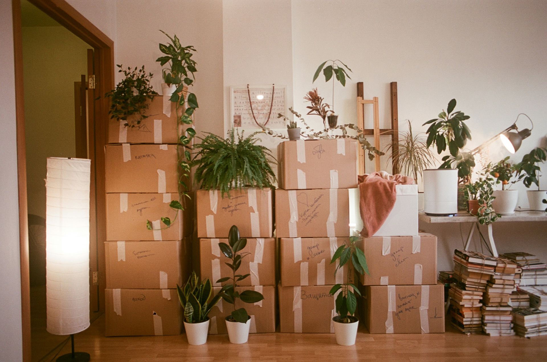 A room filled with lots of boxes and plants
